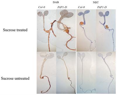 Role of miRNAs in sucrose stress response, reactive oxygen species, and anthocyanin biosynthesis in Arabidopsis thaliana